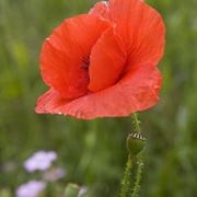 Caratteristiche botaniche papavero da oppio