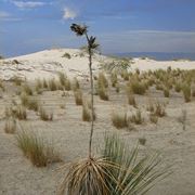 Caratteristiche della pianta di Yucca