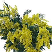 centrotavola di mimosa-4
