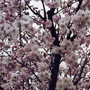ciliegio in fiore