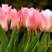 Coltivare i tulipani