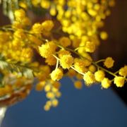 Coltivare la mimosa