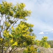 COLTIVAZIONE MIMOSA: MANUTENZIONE