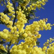 Come conservare una pianta di mimosa