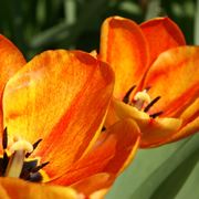 Come piantare i tulipani