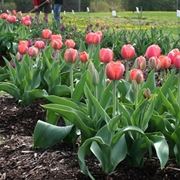 Come programmare la fioritura dei tulipani?