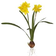 Come si presentano i fiori del Narciso