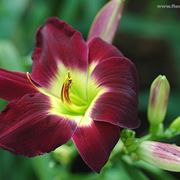 composizione a cuore-1
