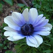 composizione anemoni bianchi-1