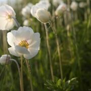 composizione anemoni bianchi
