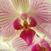 composizione con orchidea-1