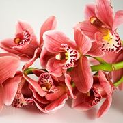 composizione cymbidium-1