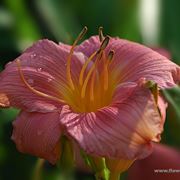 composizione di amaryllis