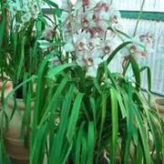 composizione di cymbidium ed anthurim