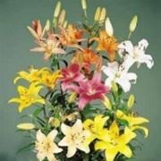 composizione di lilium