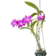 composizione di orchidee a due rami