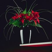 composizione orchidea in vaso-1
