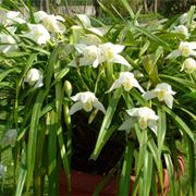composizione orchidea in vaso