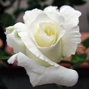 composizione rose bianche