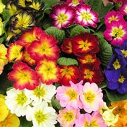 composizioni fiori