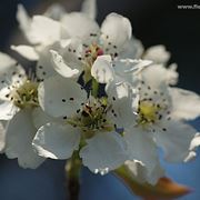 composizioni floreali matrimonio