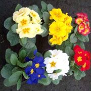 consegna fiori per amicizia