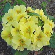 consegna fiori per amore-1