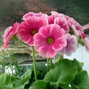 consegna fiori per anniversari