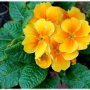 consegna fiori per battesimo-1