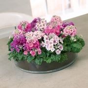consegna fiori per compleanno