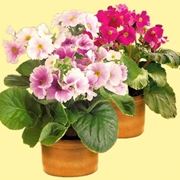 consegna fiori per dirti che?