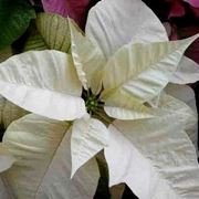consegna fiori per festa della donna-1