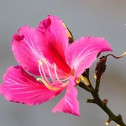 consegna fiori per festa della donna-2