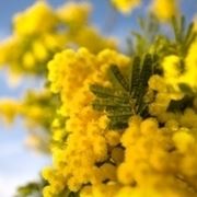 consegna fiori per festa della donna-5