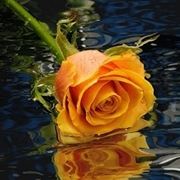 consegna fiori per festa della mamma-3