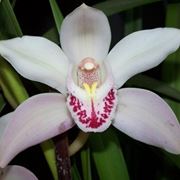 consegna fiori per festa della mamma-5