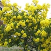 consegna fiori per festa della mamma-6