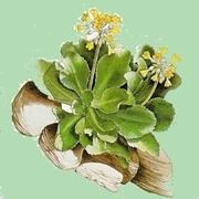 consegna fiori per fiocco azzurro-1