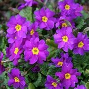 consegna fiori per guarigioni-1