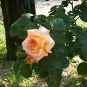 consegna fiori per la mamma-1
