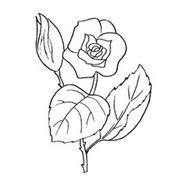 disegni di fiori