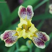 fiori per nozze argento-oro-1
