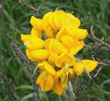 Ginestra-12