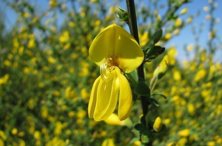 La cura della ginestra