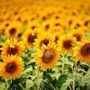 Girasole-29