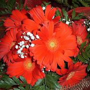 margherite rosse-1
