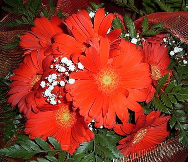 margherite rosse-1