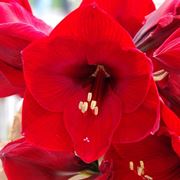significato fiori amarillis rosse