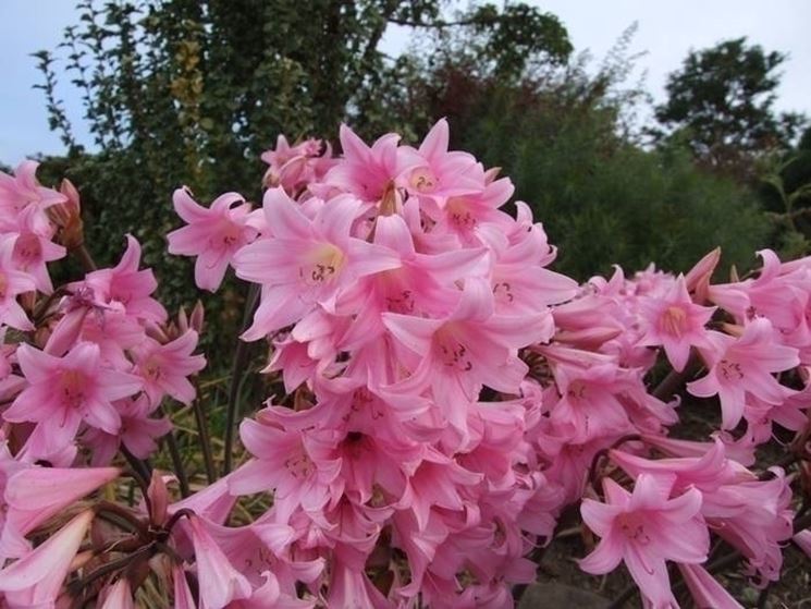 Cosa significano i fiori di amarillis rosse?