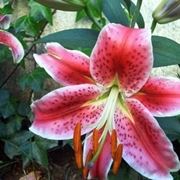 significato fiori lilium rosa-1